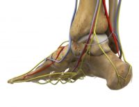 Foot and Ankle Nerve Pain